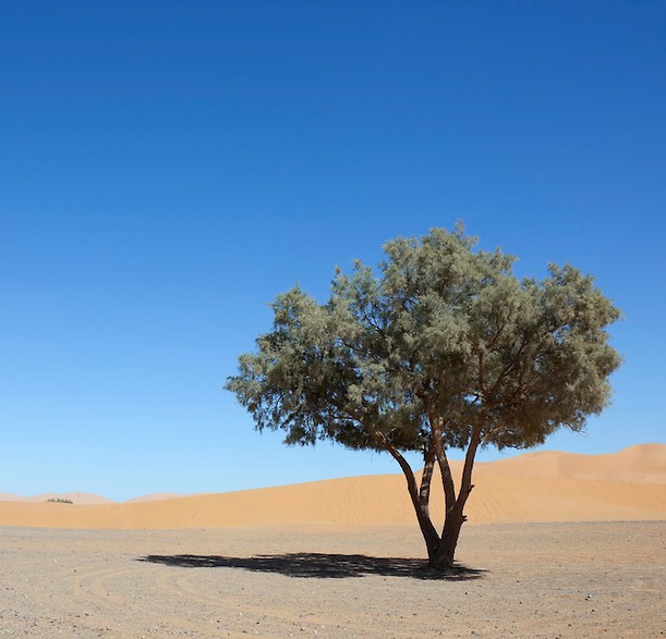 tamarisk-tree